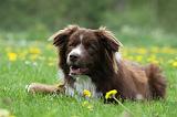 BORDER COLLIE 1008